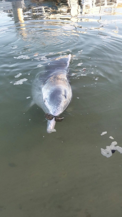 O golfinho já até presenteou um dos funcionários com um óculos de sol que encontrou no fundo do mar. (Foto: Facebook/Barnacles Cafe & Dolphin Feeding)