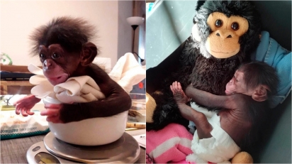 Filhote de chimpanzé que foi rejeitado pela mãe abraça macaco de pelúcia. (Foto: Reprodução/bioparcvalencia)