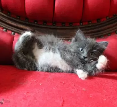 A gatinha tinha 9 semanas quando foi resgatada pela Equipe de Adoção de Gatos do Alasca. (Foto: Instagram/alaskaskaaats)