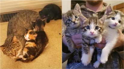 Gata deixa três gatinhos na varanda de casal e aparece dois meses depois com outra ninhada. (Foto: Instagram/meggieslittlezoo) 