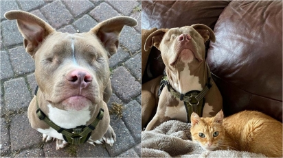 Pit Bull cego ajuda gato a superar a perda do seu melhor amigo que faleceu. (Foto: Instagram/tipperswobblykitty) 
