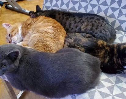 Agora Aslan ajuda a sua dona a receber os gatinhos temporariamente enquanto o abrigo busca um lar amoroso para eles. (Foto: Facebook/One Cat At a Time)