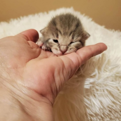 Os gatinhos nasceram lindos e saudáveis. (Foto: Instagram/catharbororegon)