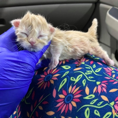 A gatinha Gucci estava prenha quando chegou no abrigo e deu à luz dois filhotes lindos.(Foto: Facebook/Fox Foster Kittens)