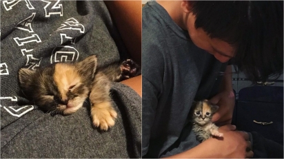 Gatinha que foi resgatada com seus irmãos escolhe o seu dono e é adotada permanentemente. (Foto: Instagram/iamchimera407)