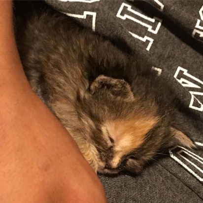 A filhote Chimera foi encontrada junto com uma ninhada num campo de beisebol em Nova York. (Foto: Instagram/iamchimera407)
