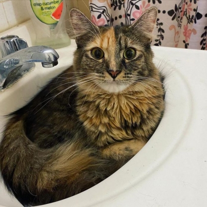 A gatinha é muito inteligente e adora estar em lugares impróprios. (Foto: Instagram/iamchimera407)