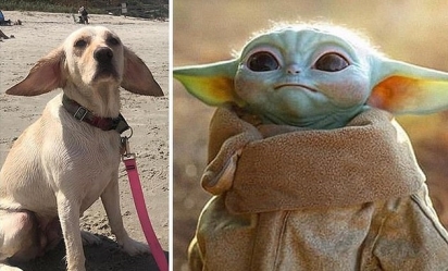  Separados pelo Mickey Mouse! O dono desse cachorro observou que ele se parecia com o Baby Yoda, da série da Disney +, o Mandalorian. (Foto: Facebook/Relsey Marie Mullins) 