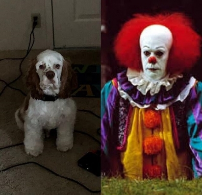  Esse cãozinho de Nebraska está um pouco mais assustador, se parecendo com o palhaço vilão do clássico de terror It. (Foto: Facebook/Emily Muckey)