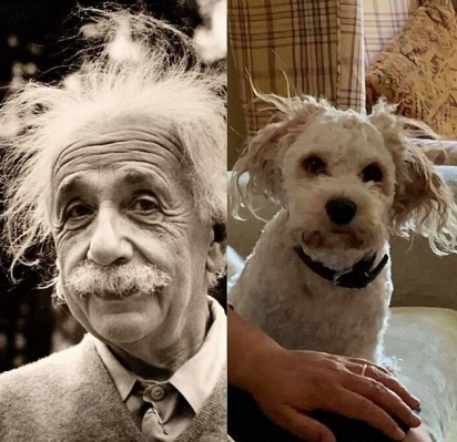 Em Norwich, um amante de cães mostrou como seu cachorro branco desalinhado parecia o cientista Albert Einstein. (Foto: Facebook/Grace Katherine)