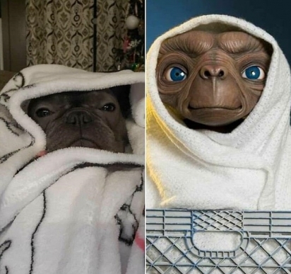 Bastou uma toalha branca para destacar o quanto esse bulldog se parecia com o amigável ET extraterritorial. (Foto: Facebook/Ashley Spaulding)