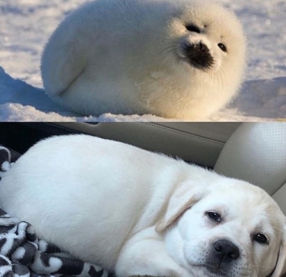 O dono deste adorável filhote de labrador de aparência rechonchuda, de Connecticut, o comparou com um bebê-foca. Muito parecido, né? (Foto: Facebook/Kelly McCaffrey) 