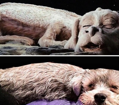 O dono desse cãozinho afirmou que ele se parece com Falkor, o cachorro voador do clássico infantil da década de 1980, A história sem fim. E não é que parece mesmo? (Foto: Facebook/Brittney Schroder)