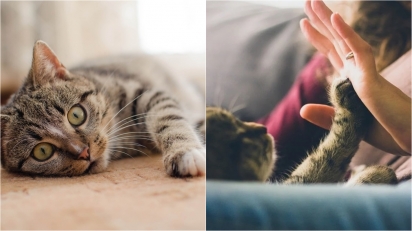 Razões pela qual os gatos amassam pãozinho. (Foto: Divulgação Pixabay/Daga_Roszkowska | DivulgaçãoPixabay/Free-Photos)