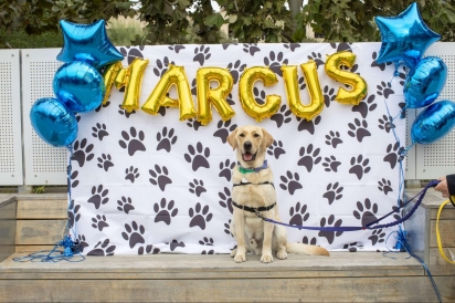 Marcus é uma mistura de labrador com golden retriever. (Foto: Childrens Hospital of San Antonio)