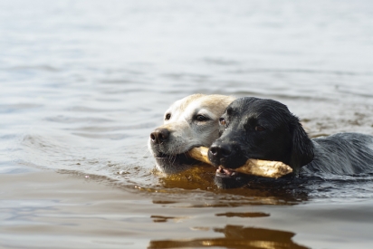 Os labradores são apaixonados por água. (Foto: Reprodução/American Kennel Club)