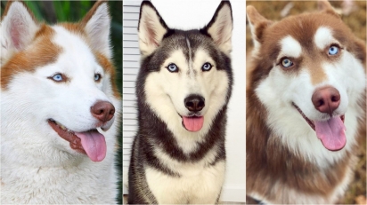 Fatos interessantes sobre os cães da raça Husky Siberiano(Foto: Divulgação/ISTOCK)