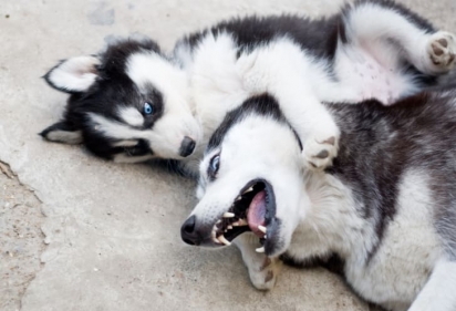 Seu temperamento amigável não permite serem um bom cão de guarda. (Foto: Divulgação/ISTOCK)