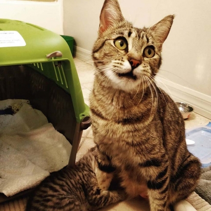 Os gatinhos estão sendo muito bem cuidados enquanto aguardam um lar definitivo. (Foto: Instagram/kittygarden626)