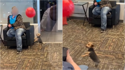 Cachorrinho se diverte com balão em sala de espera distraindo clientes de concessionária (Foto: Reprodução Facebook/ViralHog)