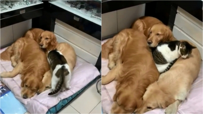 Em vídeo fofo, gatinho decide tirar soneca na companhia de 3 cães golden retrievers. (Foto: Reprodução Instagram/lovelycatonline)