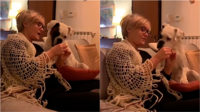 Cachorro fica atento às instruções da dona de como tricotar e vídeo viraliza. (Foto: Reprodução/TikTok)