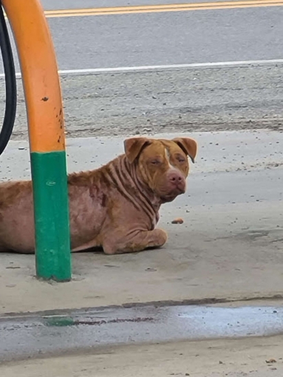 O pit bull foi encontrado perdido num posto de gasolina. (Foto: Arquivo Pessoal/Aaron Peters)