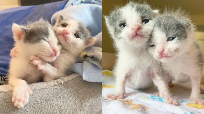 Gatinhos gêmeos recém-nascidos são acolhidos por abrigo após ficarem órfãos. (Foto: Instagram/our_fostering_tails) 