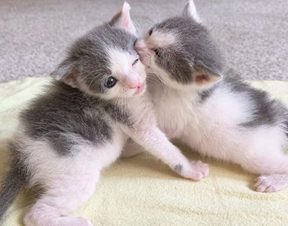 Os gatinhos agora saudáveis aguardam por um lar em definitivo. (Foto: Instagram/our_fostering_tails)