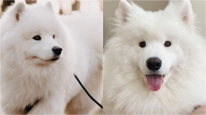 Fatos relevantes sobre os cães da raça Samoieda. (Foto: Instagram/milow_the_samoyed | Instagram/zumothesamoyed)