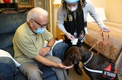Kida, um Labrador chocolate, visita Sal Gonzales, 79, em seu quarto no The Hebrew Home. (Foto: Reprodução/Associated Press) 