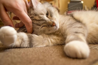  O ato de acariciar o gato têm efeito calmante. (Foto: Reprodução/Fresh Pet)