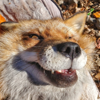 As raposas fazem um som muito fofo quando acariciadas na barriga. (Foto: Instagram/saveafox_rescue)