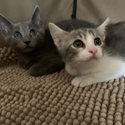 Os filhotes Alio e Olio estão juntos e aguardam ser adotados. (Foto: Facebook/Alley Cat Rescue)