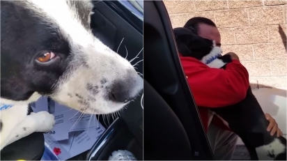 Dono chora de alegria ao reencontrar seu cão que ficou 12 dias desaparecido; assista. (Foto: Reprodução Youtube/Anabel_V)