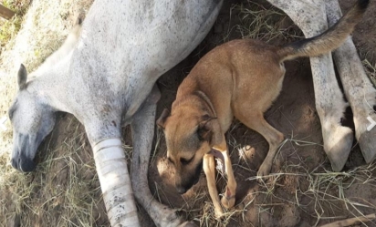 O cão e o cavalo vivem em um recanto próprio para preservação de animais vítimas de maus-tratos em Teresina. (Foto: Arquivo Pessoal/Fernando Machado)