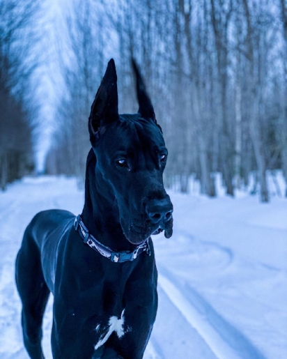 Enzo é um cão da raça dogue alemão e acompanha seus donos em grandes aventuras. (Foto: Instagram/enzo.greatdane)