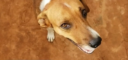 O cachorro Leãozinho ficou aguardando o seu dono em frente ao hospital. (Foto: Reprodução/G1)
