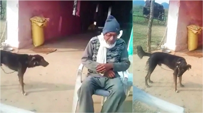 Fazendeiro faz testamento doando metade da sua fortuna para o seu cachorro de estimação. (Foto: Reprodução Twitter/@Anurag_Dwary)