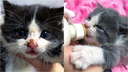 Os gatinhos Ace (à esquerda) e Indie (à direita) sujos e com muita fome. (Foto: Instagram/tinybutmightykittenrescue)