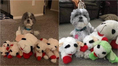 Dona perde as contas de quantos brinquedos iguais ela teve que repor para o seu cão exigente. (Foto: Emily Huggins via Dogspotting Society)