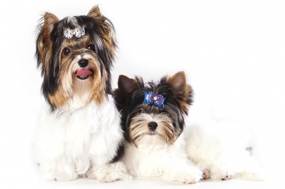 A raça mantêm uma atitude encantadora e excêntrica até a idade adulta. (Foto: Biewer Terrier Club of America and AKC)