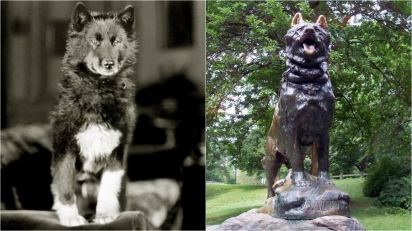 Conheça Balto, o cão que ganhou uma estátua em sua homenagem no Central Park por ajudar a levar a cura à cidade que enfrentava surto. (Foto: Reprodução/ American Kennel Club)