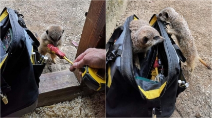 Suricatos curiosos ajudam eletricista a fazer seu trabalho em santuário animal. (Foto: Twitter/@doodlingglass)