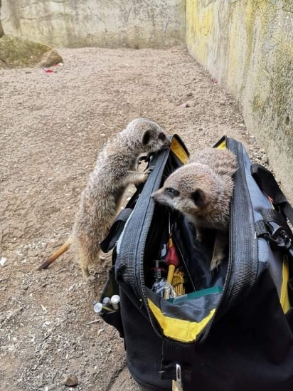 A dupla de suricatos estavam se divertindo na maleta do eletricista. (Foto: Twitter/@doodlingglass)