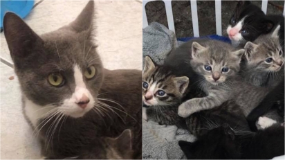 Mamãe gata leva seus 7 filhotes para casa de família após ter certeza que eles são confiáveis. (Foto: Facebook/Animal Friends Project)