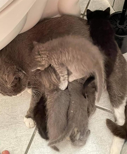A família felina passou a ser cuidada por Randy que montou um quarto especialmente para os gatinhos até que sejam encaminhados para um lar definitivo. (Foto: Facebook/Animal Friends Project)