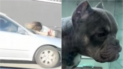 Mulher pula em capô de carro em movimento para tentar impedir roubo de cachorro. (Foto: Reprodução/YouTube/Click 2 Houston)