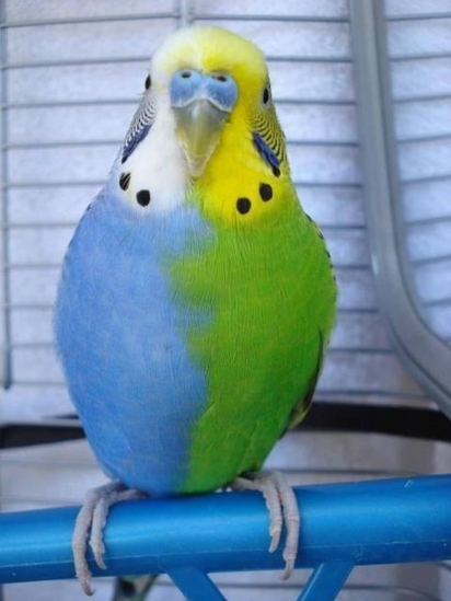 Pássaro com corpo metade azul, metade verde. (Foto: u/fugololo / Reddit)