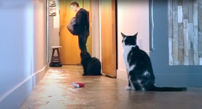 O dono sai para trabalhar e deixa uma câmera escondida para ver a reação dos seus gatos. (Foto: Reprodução Youtube/Sho Ko)